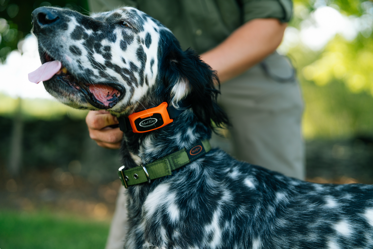 Collars & Leashes