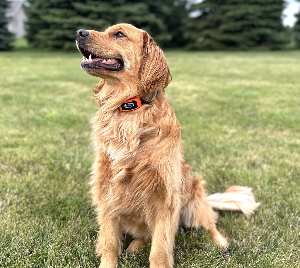 Electronic Dog Training "Add-A-Collar"